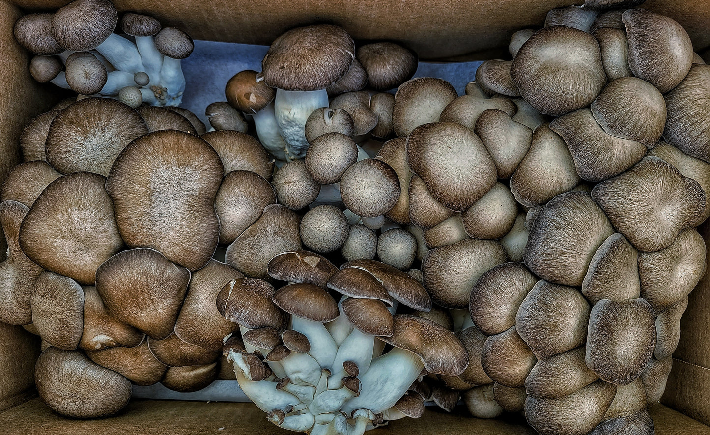 Wholesale Black Pearl Mushroom- 5 lb case (Certified Organic)