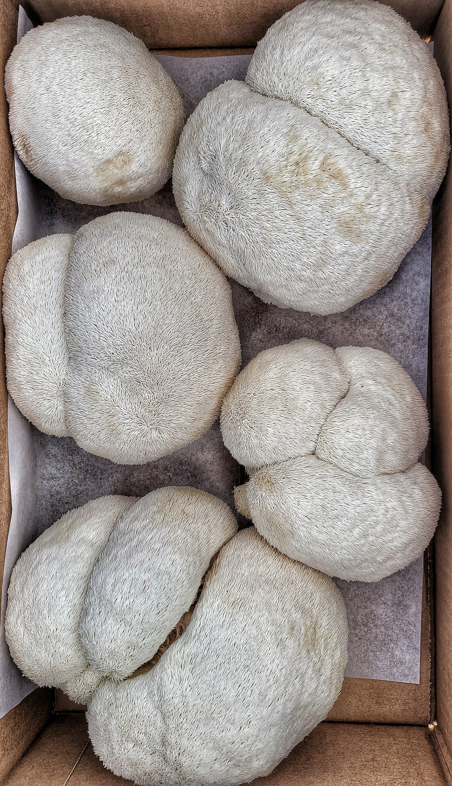 Wholesale Lions Mane- 5 lb case (Certified Organic)