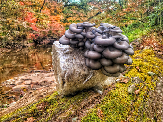 Blue Oyster Mega Mushroom Grow Kit