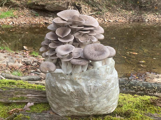 Mega Mushroom Black Pearl Oyster Grow Kit