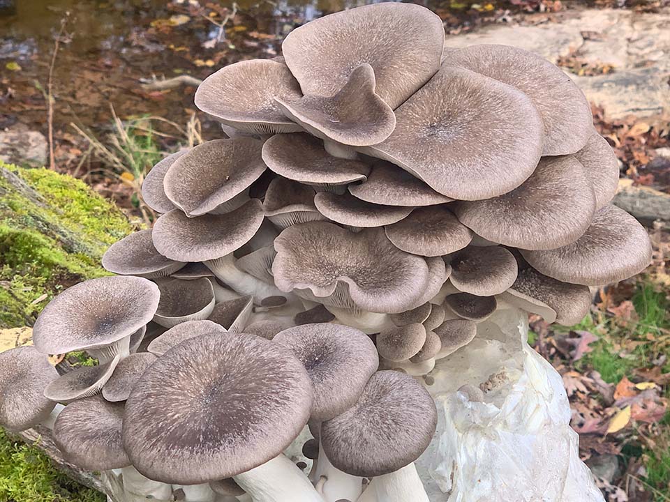 Mega Mushroom Black Pearl Oyster Grow Kit