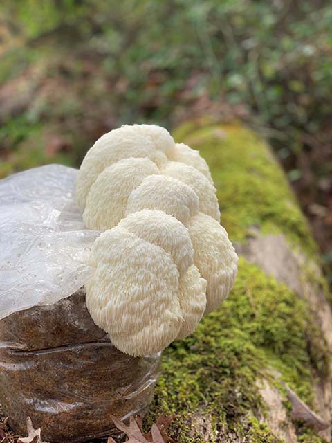 Lion's Mane Mega Mushroom Complete Indoor Grow Kit