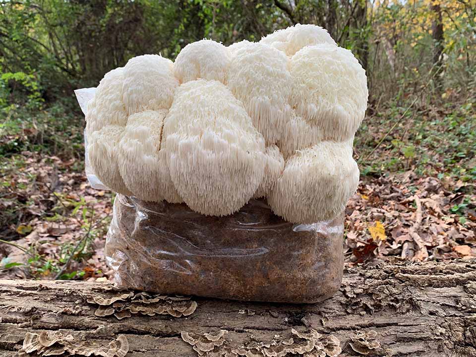 Lions Mane Mushroom