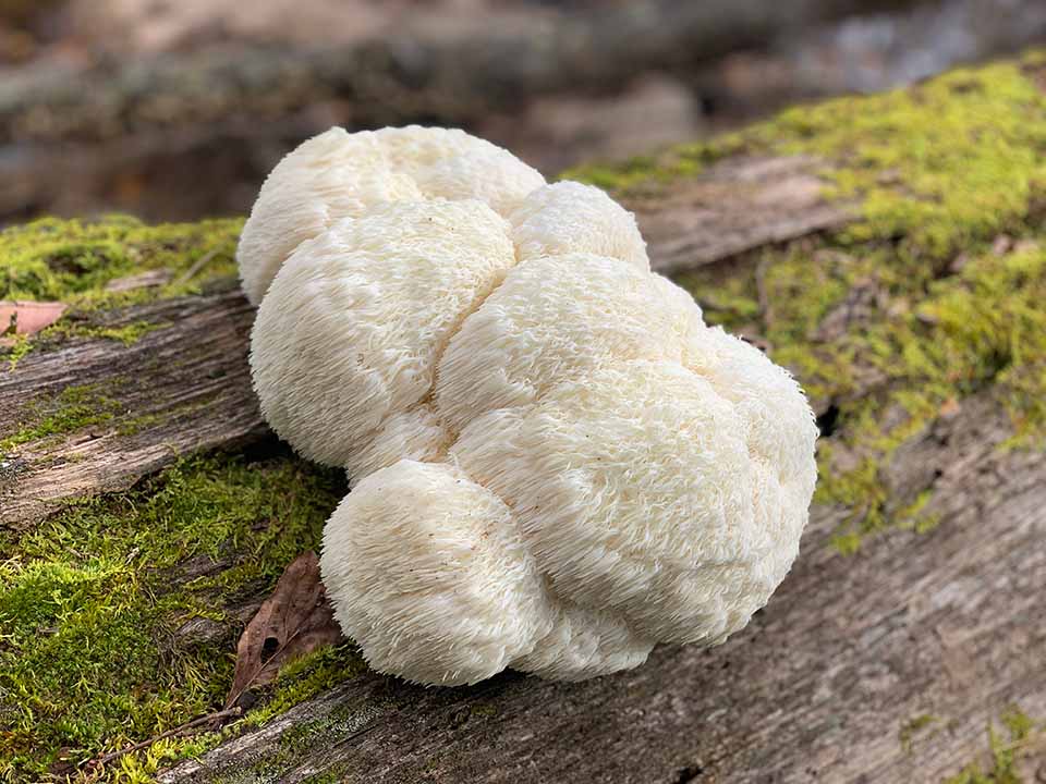 Lion's Mane Mega Mushroom Complete Indoor Grow Kit