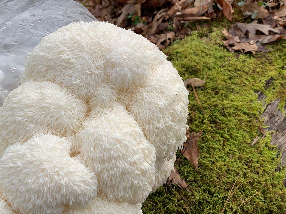 Lion's Mane Mega Mushroom Complete Indoor Grow Kit