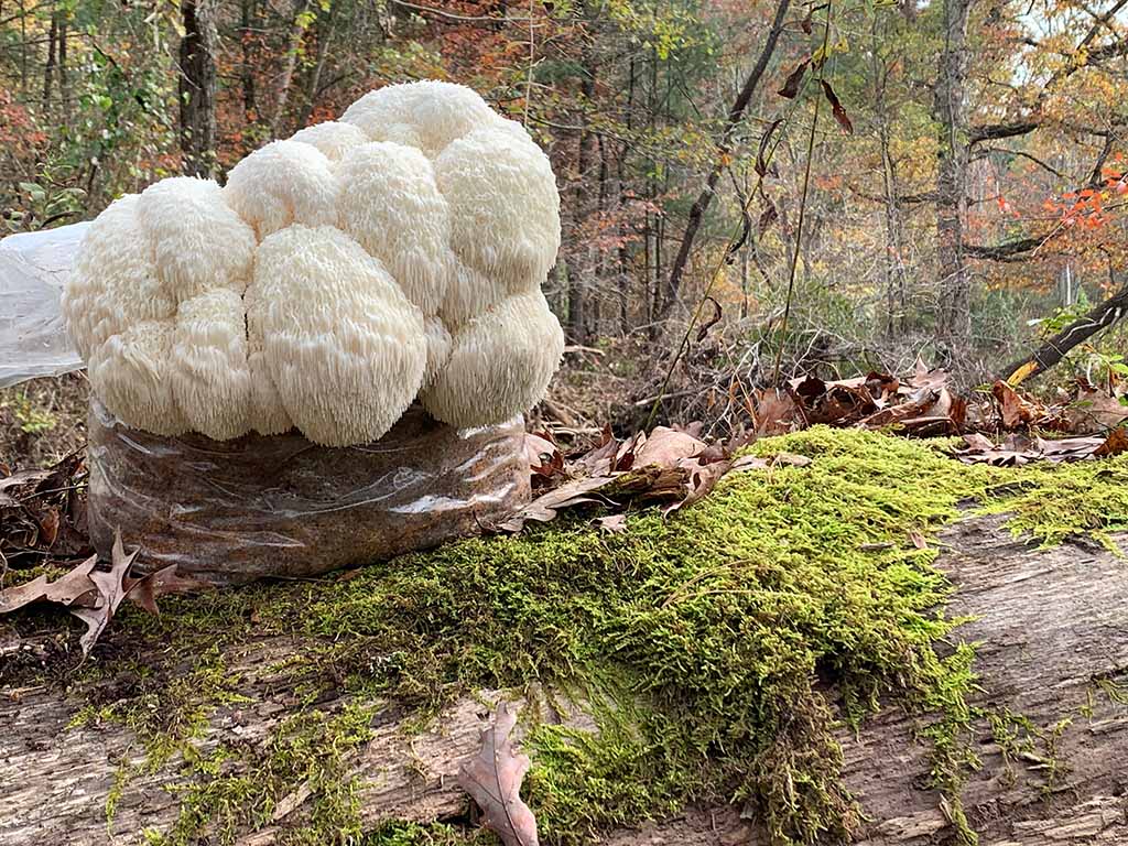 Lion's Mane Mega Mushroom Complete Indoor Grow Kit