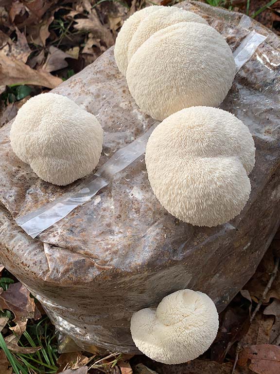 Lion's Mane Mega Mushroom Complete Indoor Grow Kit