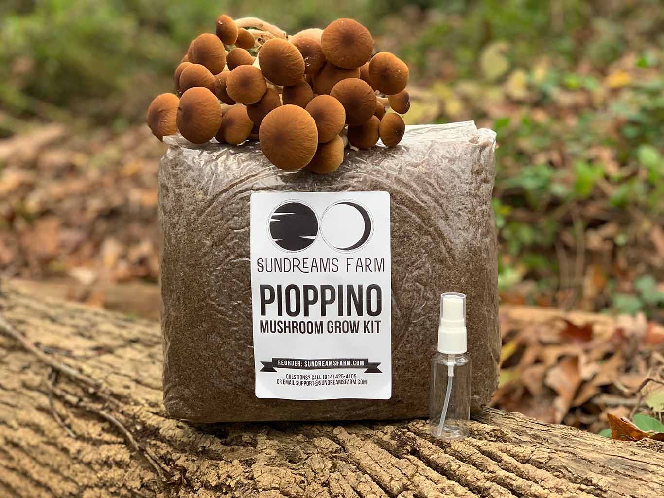 indoor mushroom plant Piopinno Mega Mushroom Complete Indoor Grow Kit