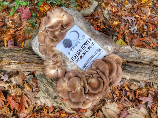 Brown Italian Oyster Mega Mushroom Grow Kit