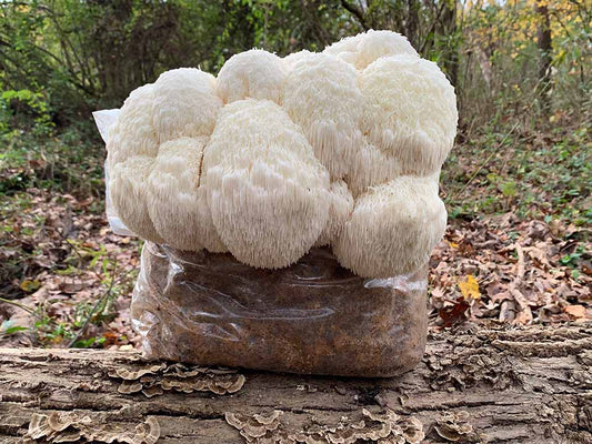 Lion's Mane Mega Mushroom Complete Indoor Grow Kit