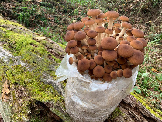 Piopinno Mega Mushroom Complete Indoor Grow Kit