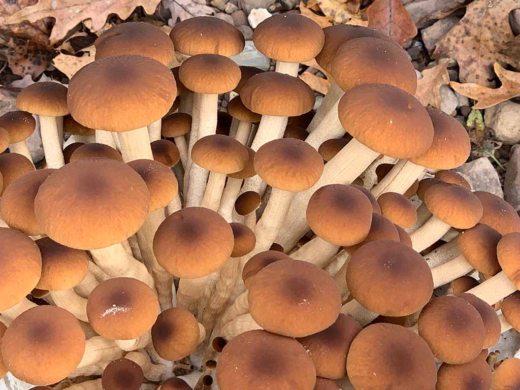 Piopinno Mega Mushroom Complete Indoor Grow Kit